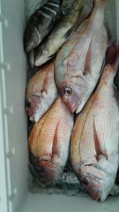 長栄丸(静岡) 釣果