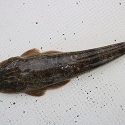 松本釣船２ 釣果