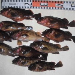 ルアー船マヒマヒ 釣果