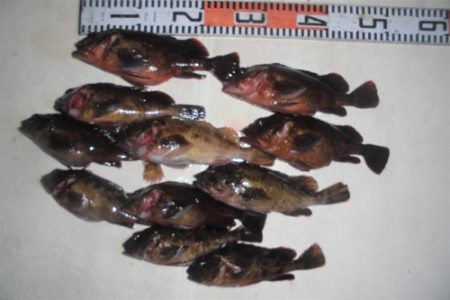 ルアー船マヒマヒ 釣果