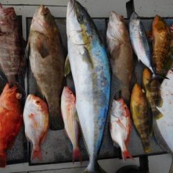 第二一之紀丸(ダイニイチノキマル) 釣果