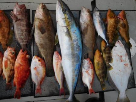 第二一之紀丸(ダイニイチノキマル) 釣果