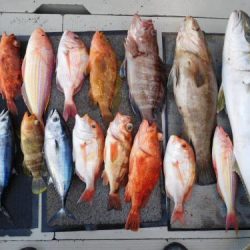 第二一之紀丸(ダイニイチノキマル) 釣果