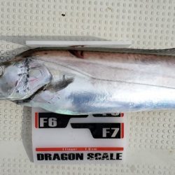 遊漁船 ニライカナイ 釣果