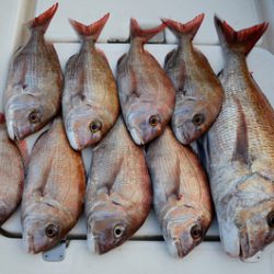 Marine T Design マリンティーデザイン 釣果