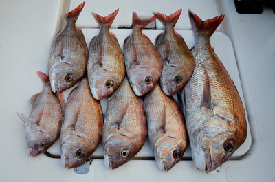 Marine T Design マリンティーデザイン 釣果