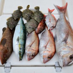 Marine T Design マリンティーデザイン 釣果