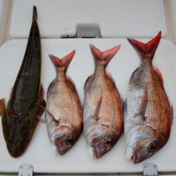 Marine T Design マリンティーデザイン 釣果