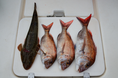 Marine T Design マリンティーデザイン 釣果