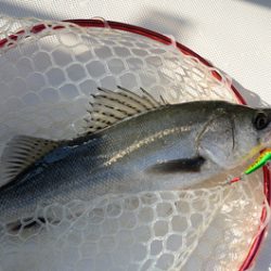 Marine T Design マリンティーデザイン 釣果