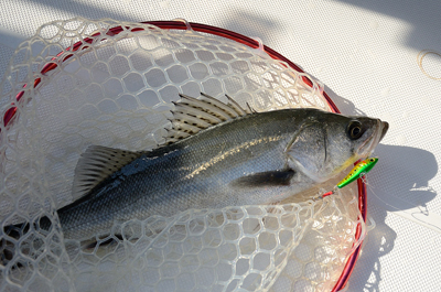 Marine T Design　マリンティ…