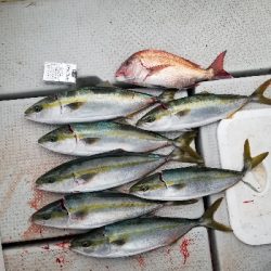 今年最後の明石タイラバ、ジギング