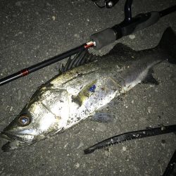 再び爆釣するかも