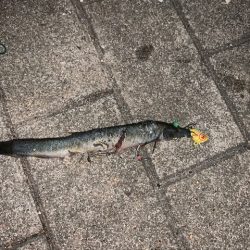 ランガンで太刀魚