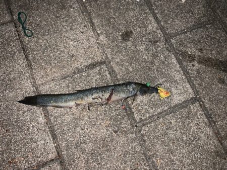 ランガンで太刀魚