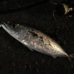 再び爆釣するかも