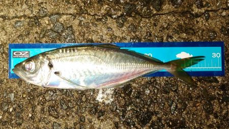 良型アジまだまだ好調！