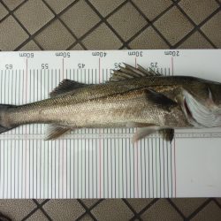 オリジナルメーカー海づり公園(市原市海づり施設) 釣果