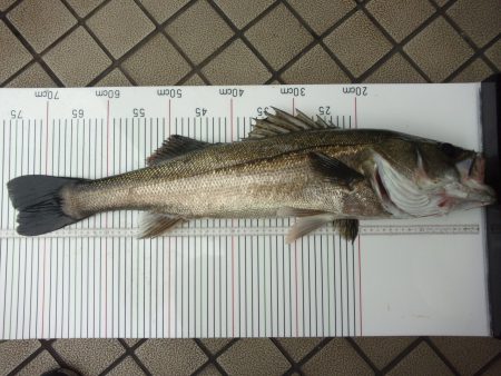 オリジナルメーカー海づり公園(市原市海づり施設) 釣果