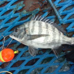 オリジナルメーカー海づり公園(市原市海づり施設) 釣果