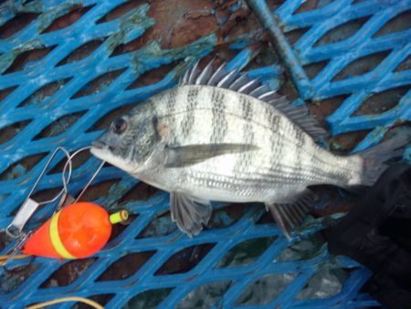 オリジナルメーカー海づり公園(市原市海づり施設) 釣果