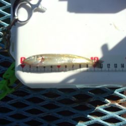 オリジナルメーカー海づり公園(市原市海づり施設) 釣果