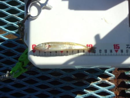 オリジナルメーカー海づり公園(市原市海づり施設) 釣果