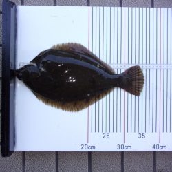 オリジナルメーカー海づり公園(市原市海づり施設) 釣果