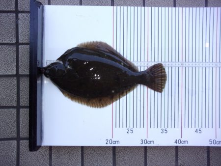 オリジナルメーカー海づり公園(市原市海づり施設) 釣果