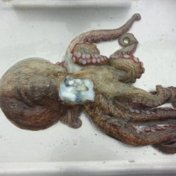 オリジナルメーカー海づり公園(市原市海づり施設) 釣果