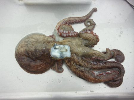 オリジナルメーカー海づり公園(市原市海づり施設) 釣果