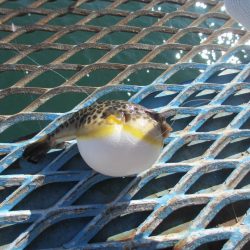 オリジナルメーカー海づり公園(市原市海づり施設) 釣果