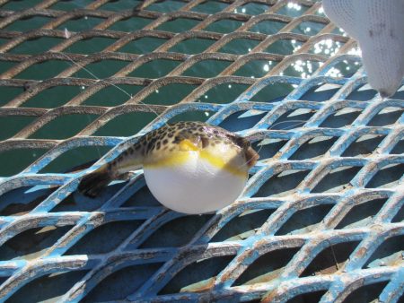 オリジナルメーカー海づり公園(市原市海づり施設) 釣果