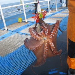 オリジナルメーカー海づり公園(市原市海づり施設) 釣果