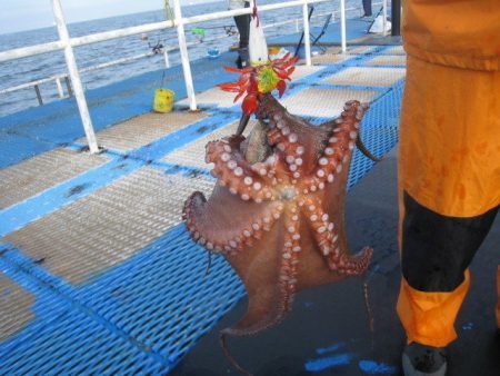 オリジナルメーカー海づり公園(市原市海づり施設) 釣果