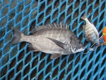 オリジナルメーカー海づり公園(市原市海づり施設) 釣果