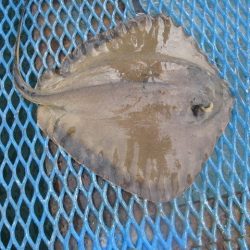 オリジナルメーカー海づり公園(市原市海づり施設) 釣果