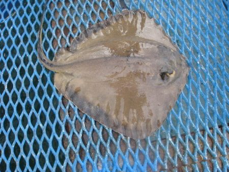 オリジナルメーカー海づり公園(市原市海づり施設) 釣果