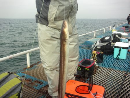 オリジナルメーカー海づり公園(市原市海づり施設) 釣果
