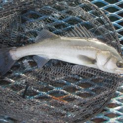 オリジナルメーカー海づり公園(市原市海づり施設) 釣果