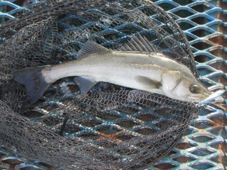オリジナルメーカー海づり公園(市原市海づり施設) 釣果