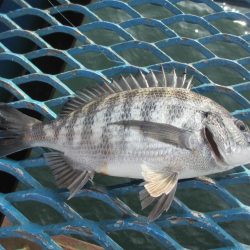 オリジナルメーカー海づり公園(市原市海づり施設) 釣果