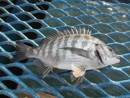 オリジナルメーカー海づり公園(市原市海づり施設) 釣果