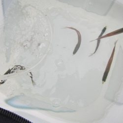 オリジナルメーカー海づり公園(市原市海づり施設) 釣果