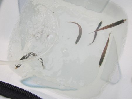 オリジナルメーカー海づり公園(市原市海づり施設) 釣果