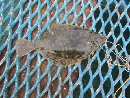 オリジナルメーカー海づり公園(市原市海づり…