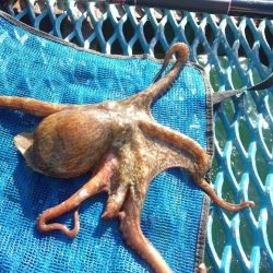 オリジナルメーカー海づり公園(市原市海づり施設) 釣果