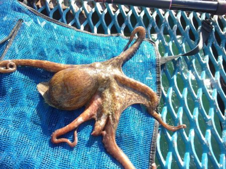 オリジナルメーカー海づり公園(市原市海づり施設) 釣果