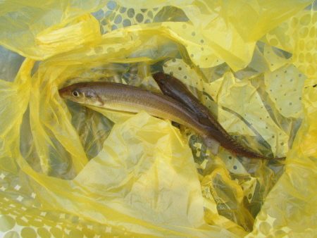 オリジナルメーカー海づり公園(市原市海づり施設) 釣果