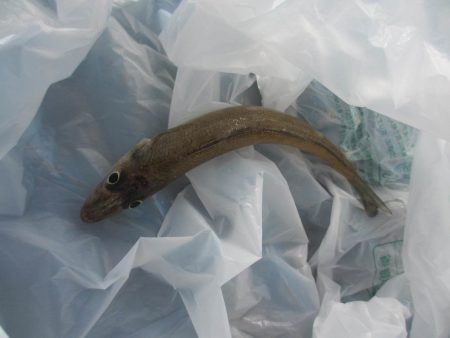 オリジナルメーカー海づり公園(市原市海づり施設) 釣果